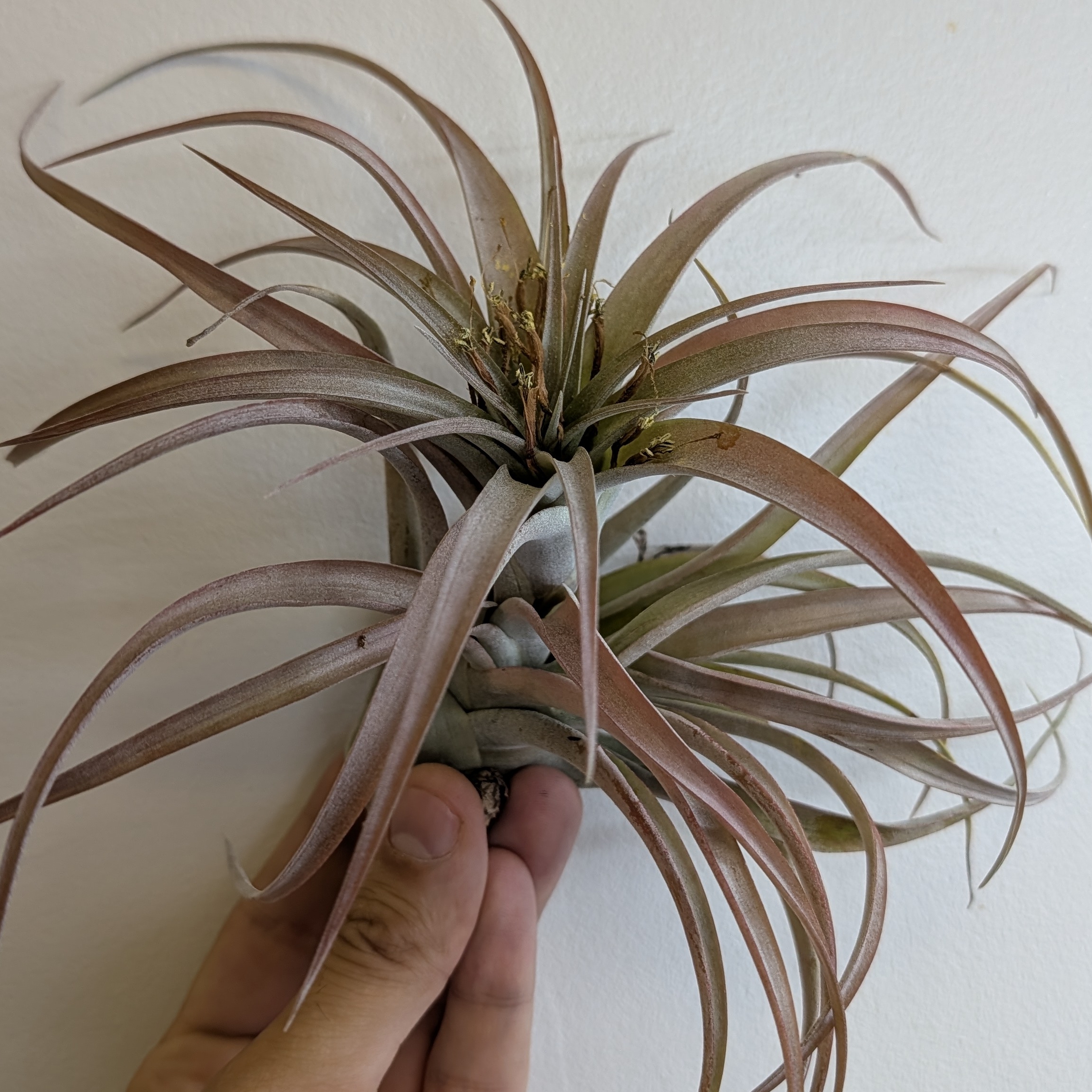 Tillandsia Brachycaulos Multiflora - Air Plant