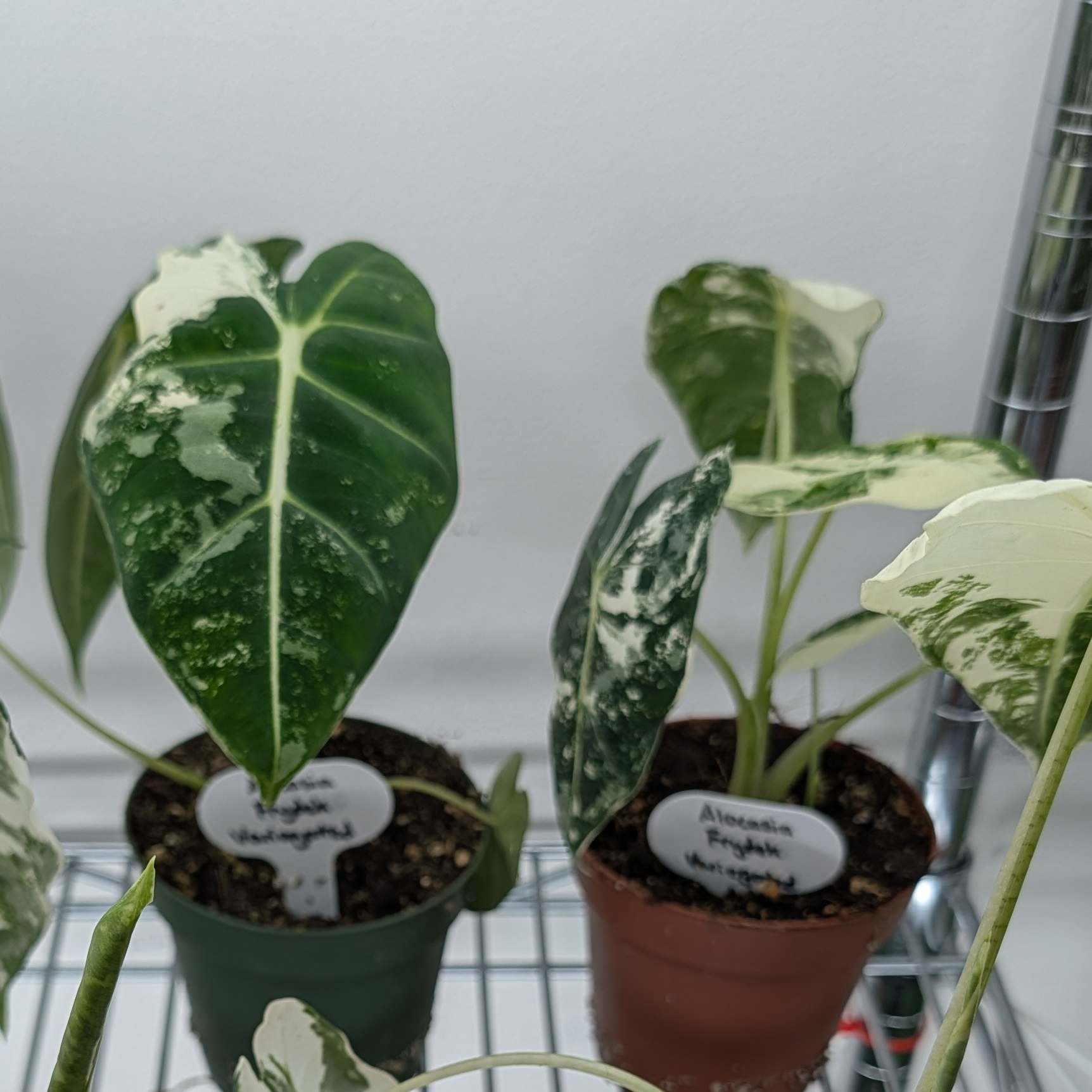 4in Alocasia Frydek Variegated