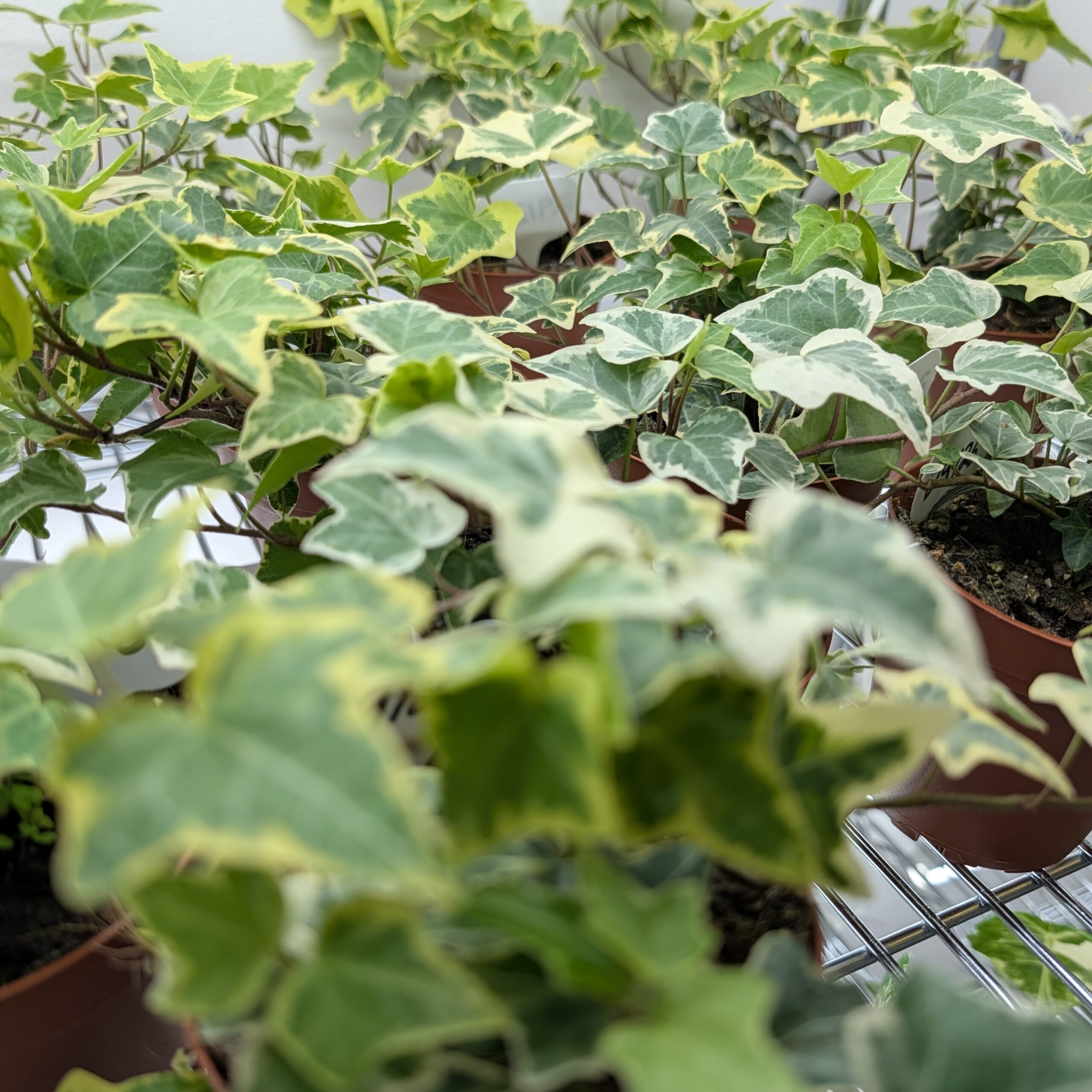 4in Ivy Variegated Hedera