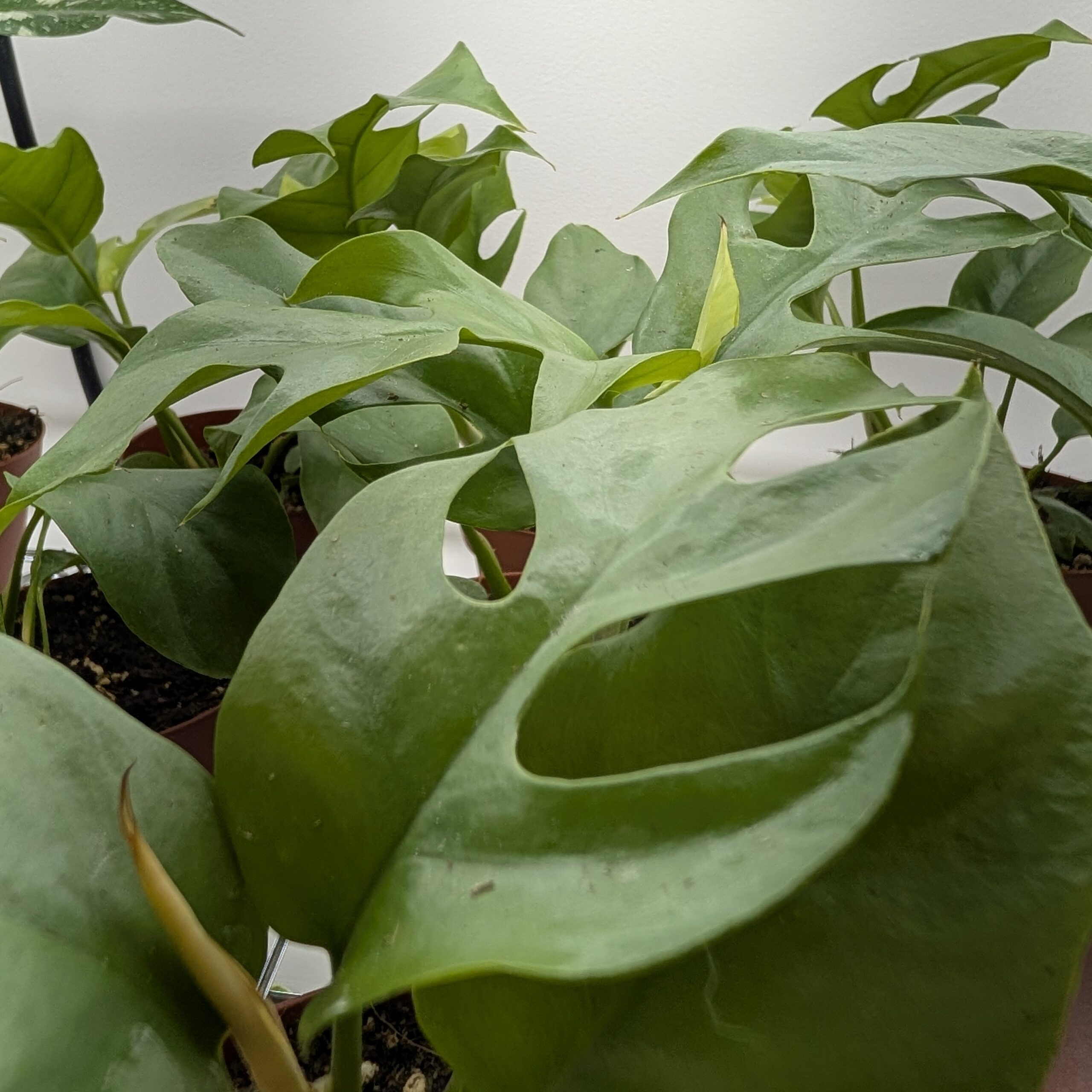 4in Philodendron Minima