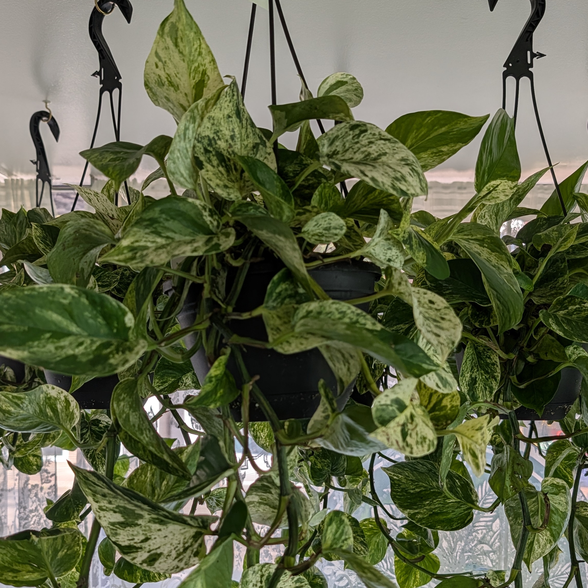 6in HB Pothos Marble Queen