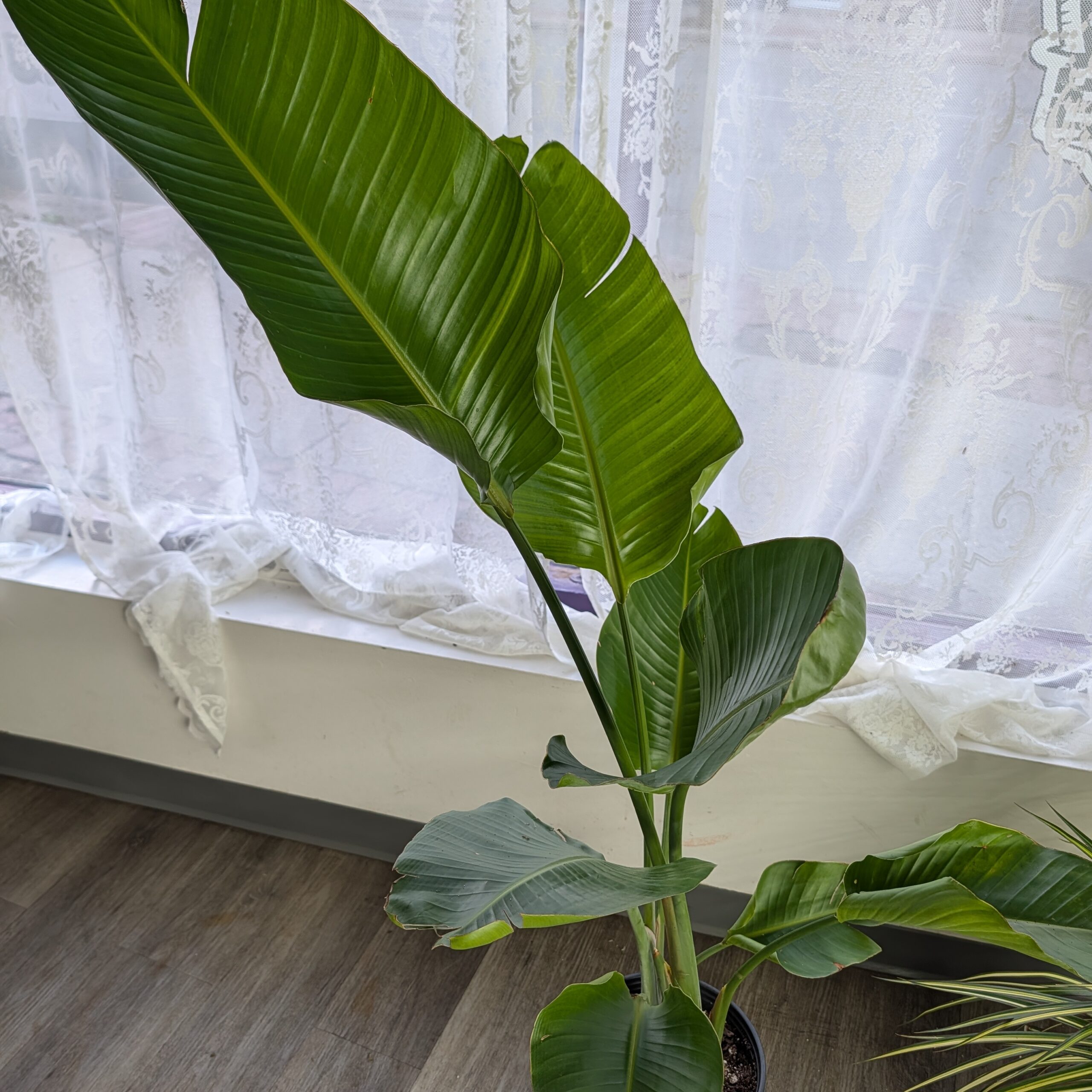 10in White Bird Of Paradise