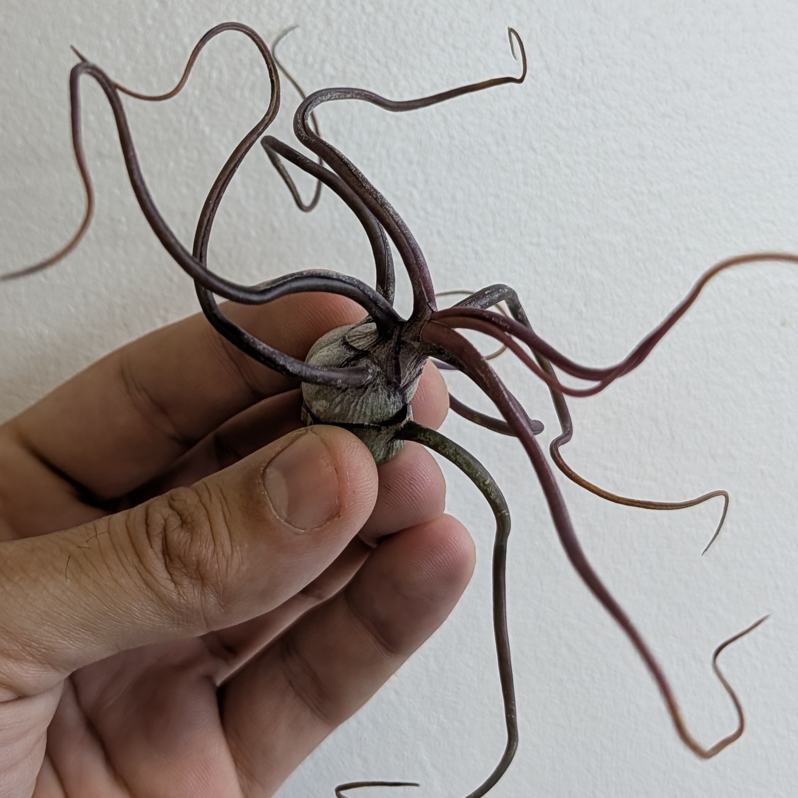 Tillandsia Bulbosa - Air Plant