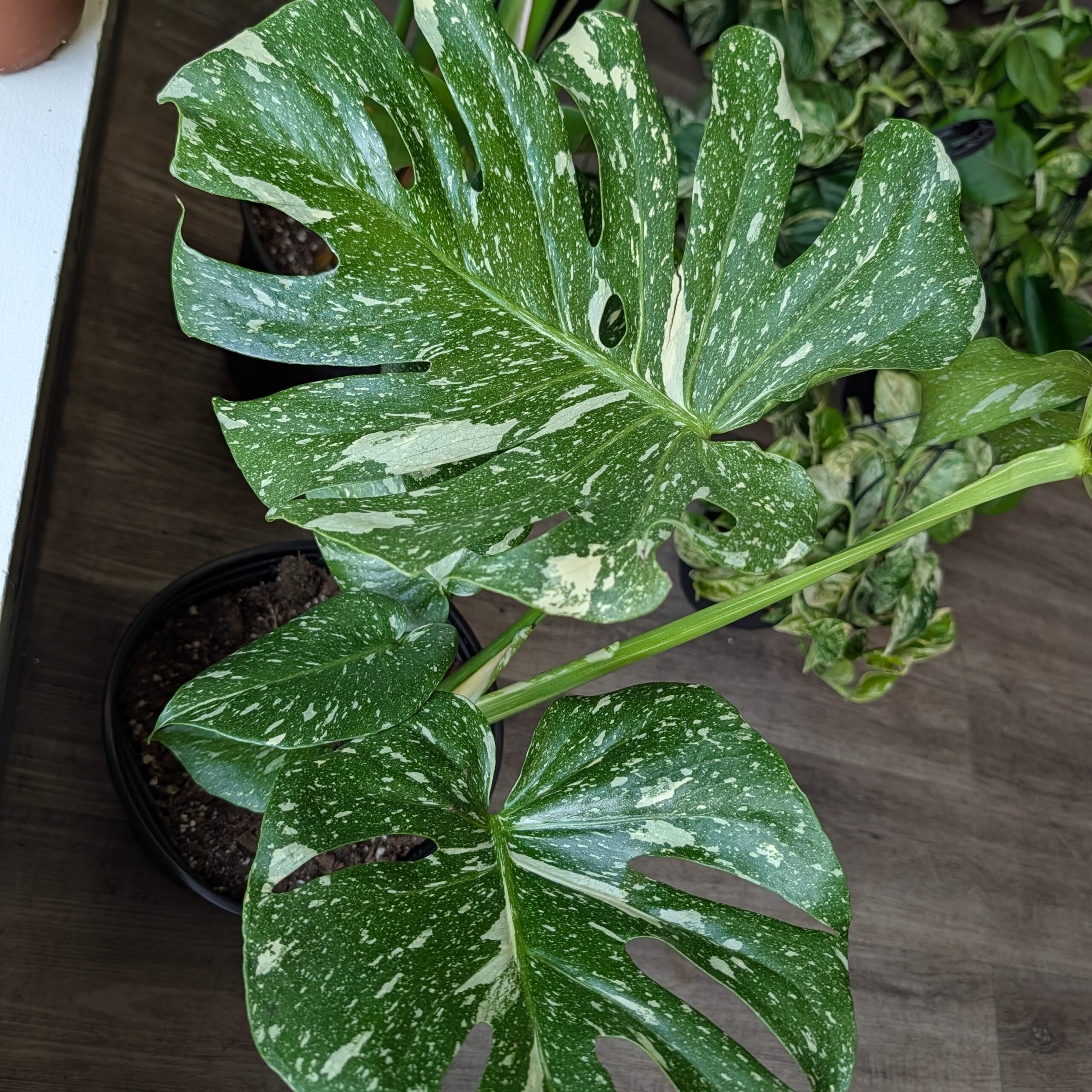 10in Monstera Thai