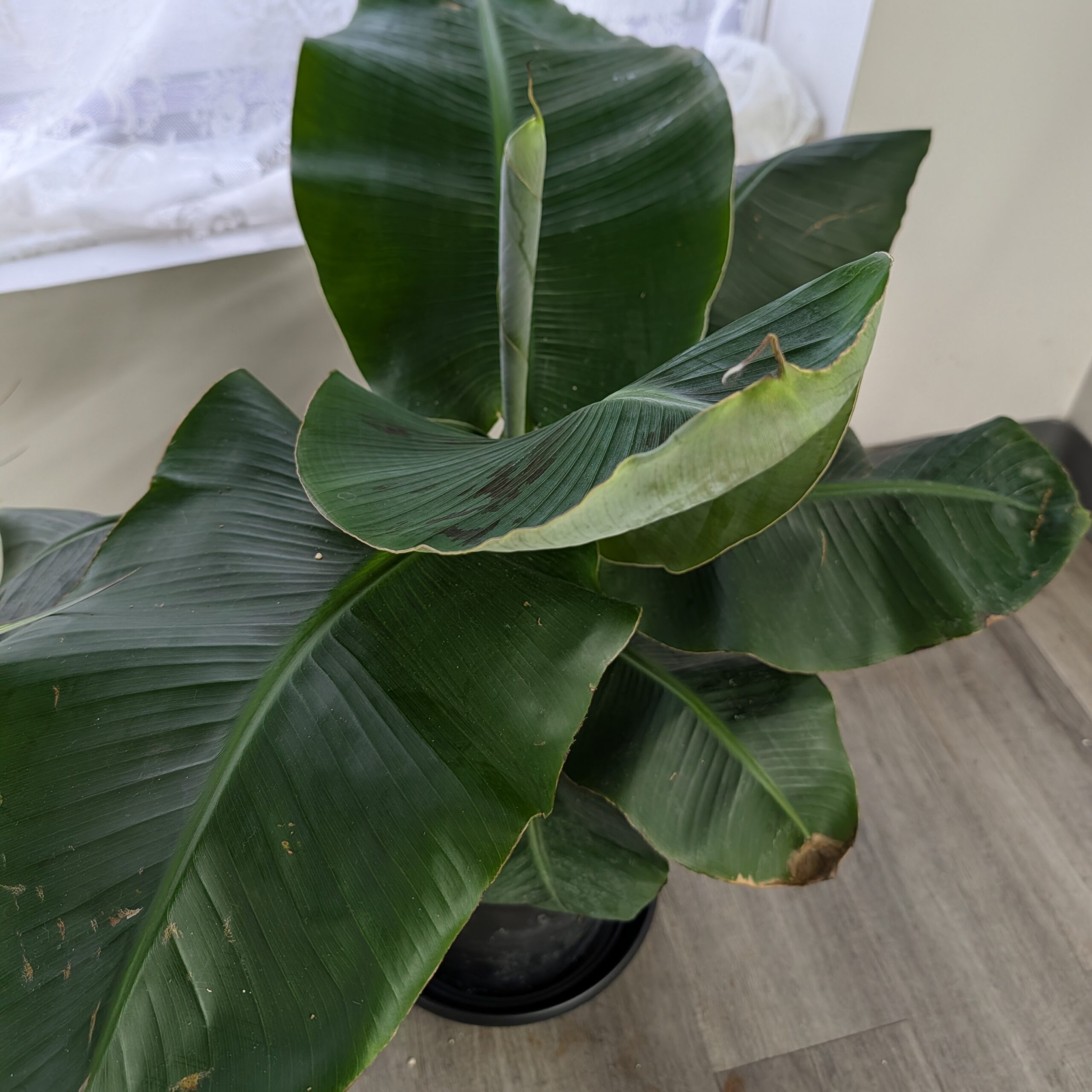 10in Banana Dwarf Cavendish