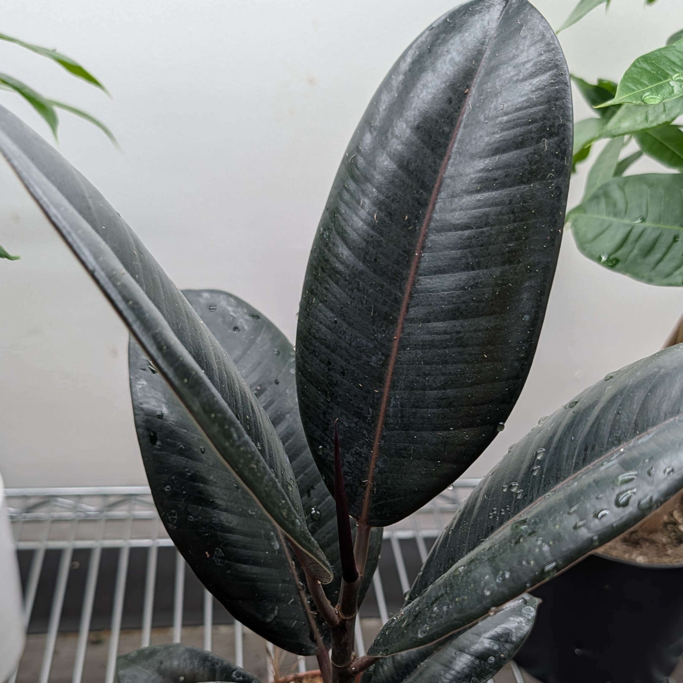 6in Burgundy Ficus