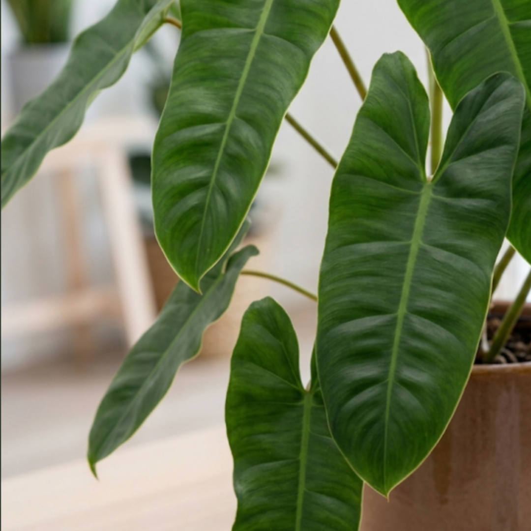 6in Philodendron Paraiso Verde