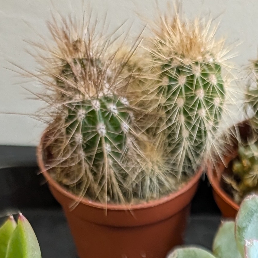 2in Catcus Assorted