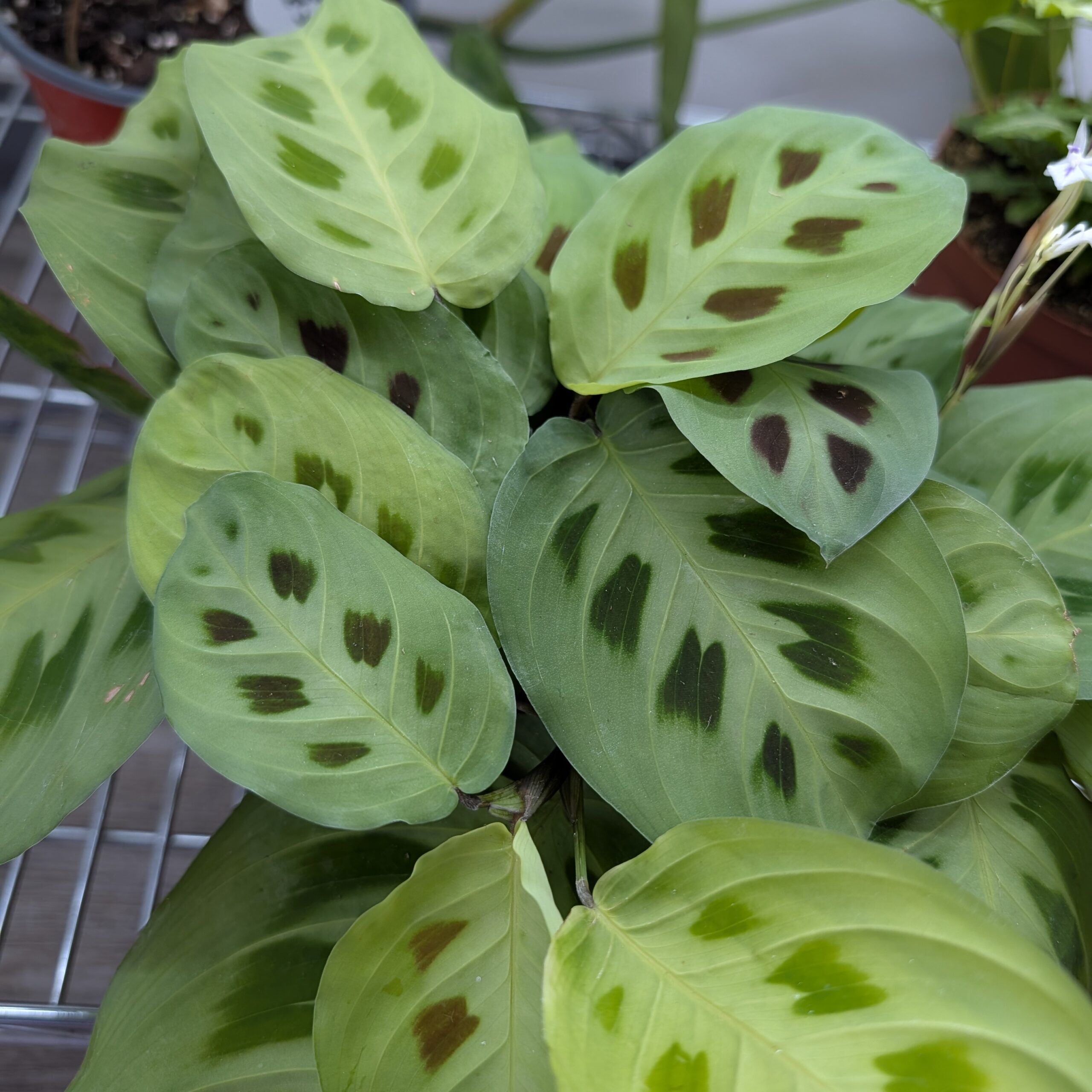 6in Maranta Green
