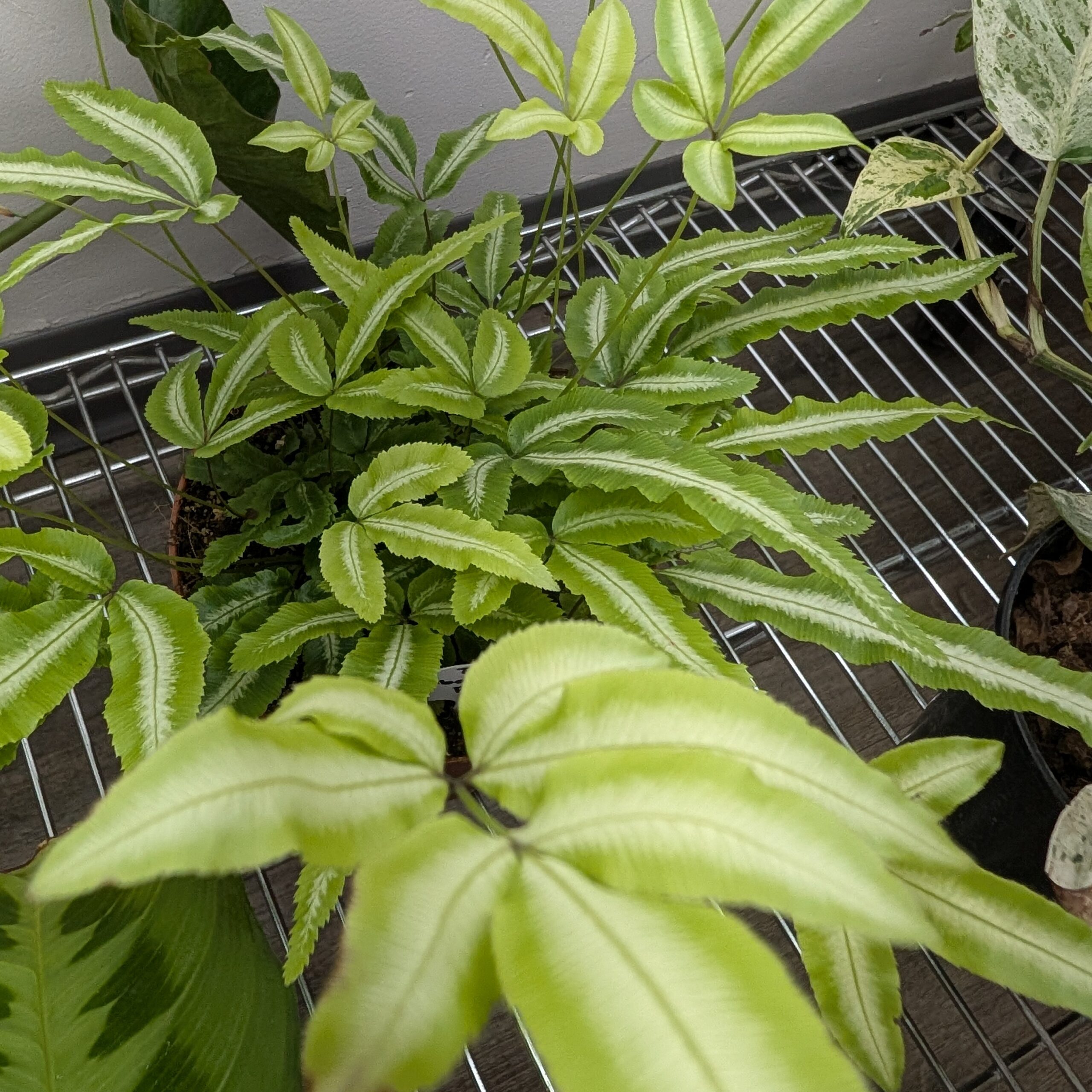 6in Ribbon Albo Lineata Fern