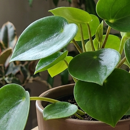 6in Peperomia Raindrop