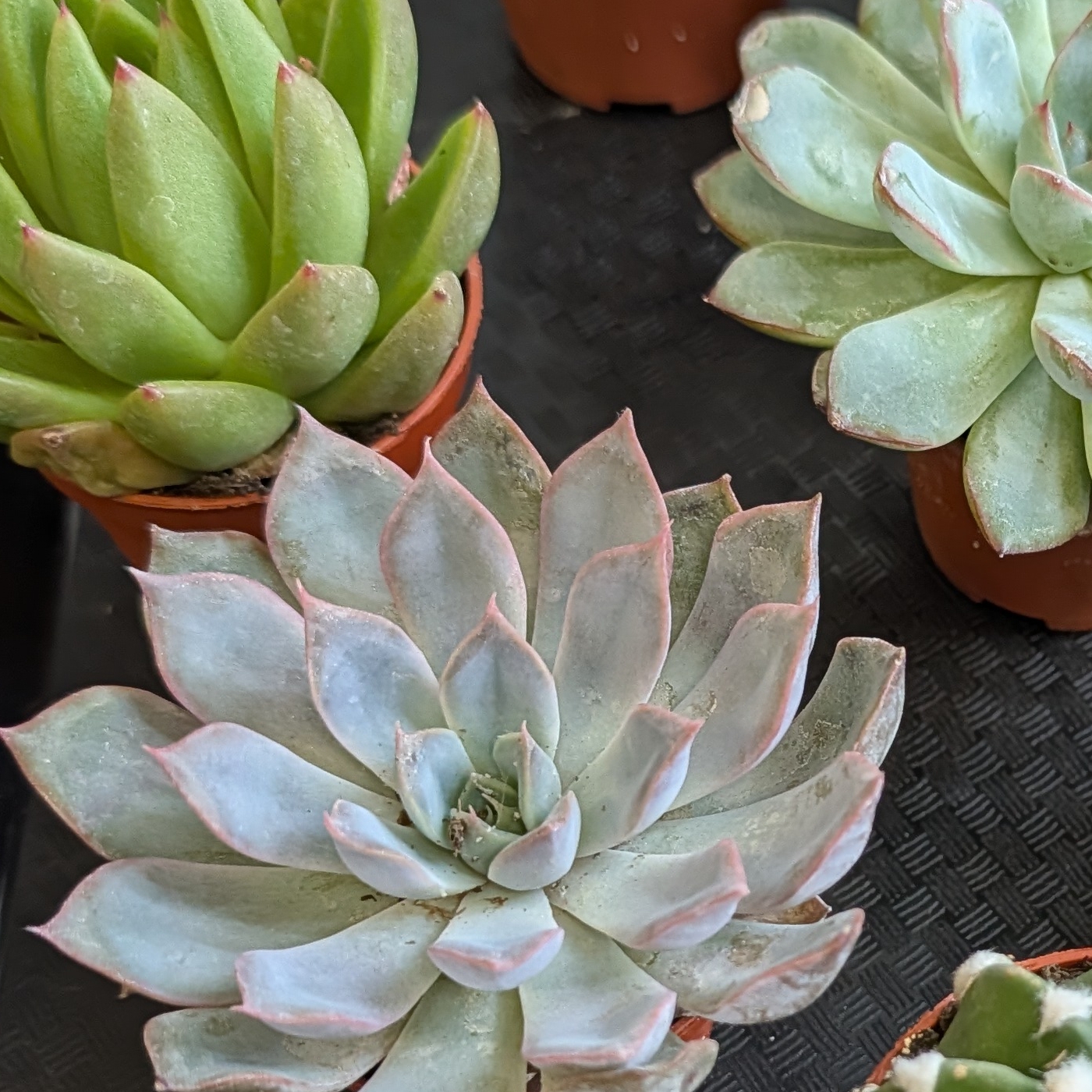2in Succulents Assorted