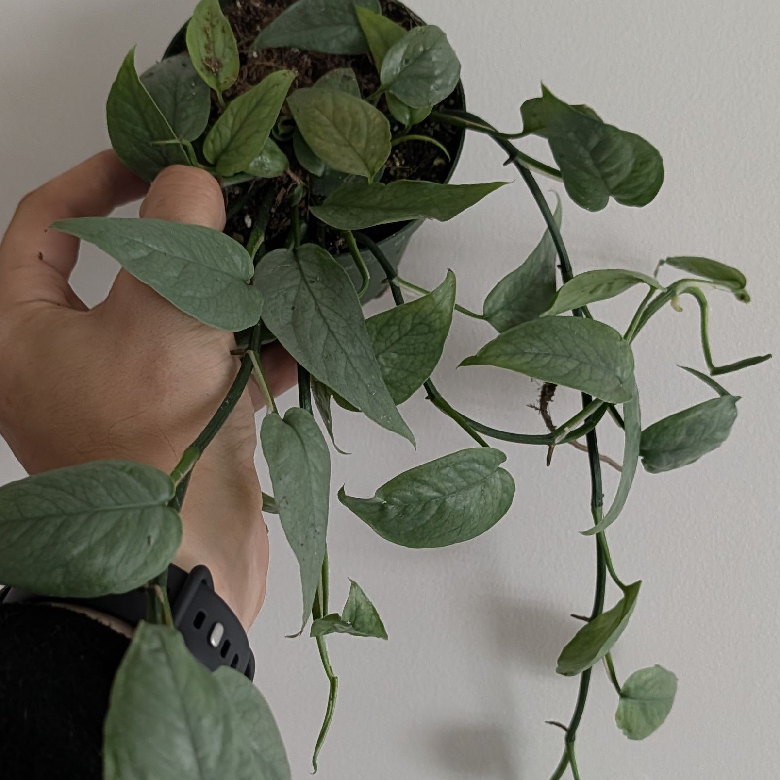 4in Epipremnum Cebu Blue