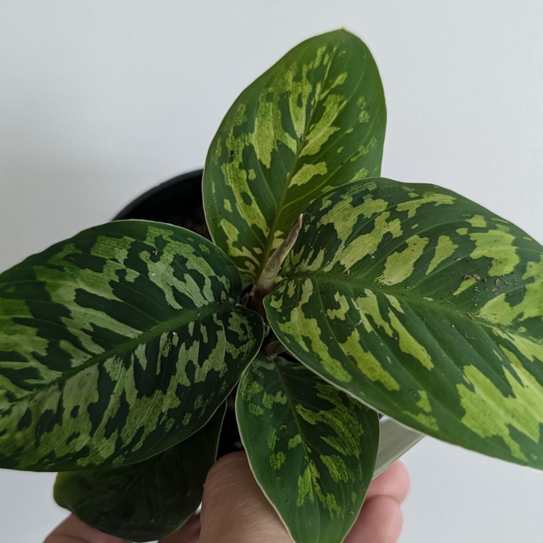 4in Homalomena Camouflage