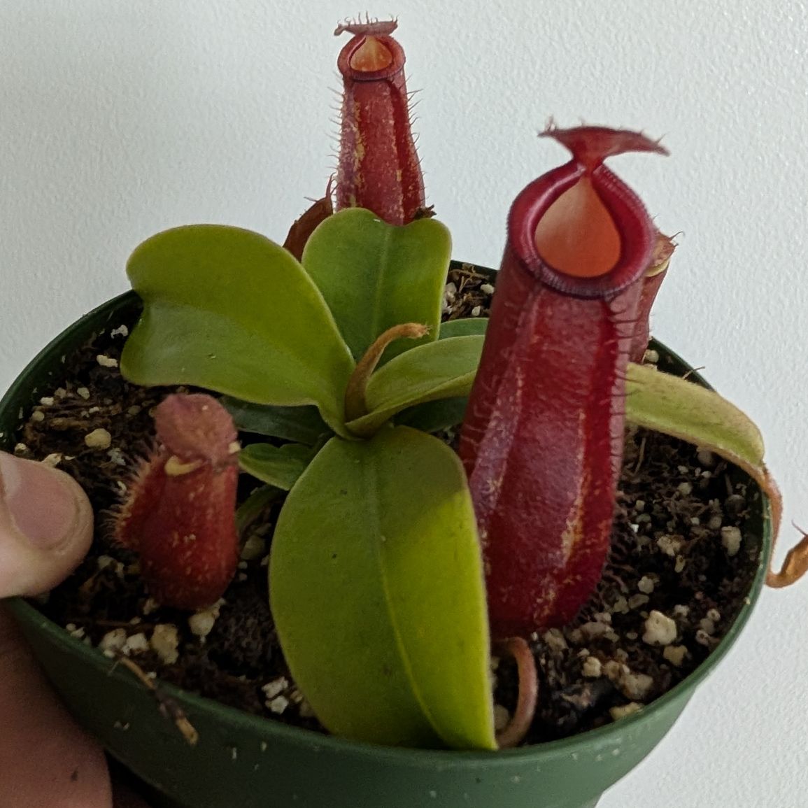 4in Nepenthes Mix - Pitchers