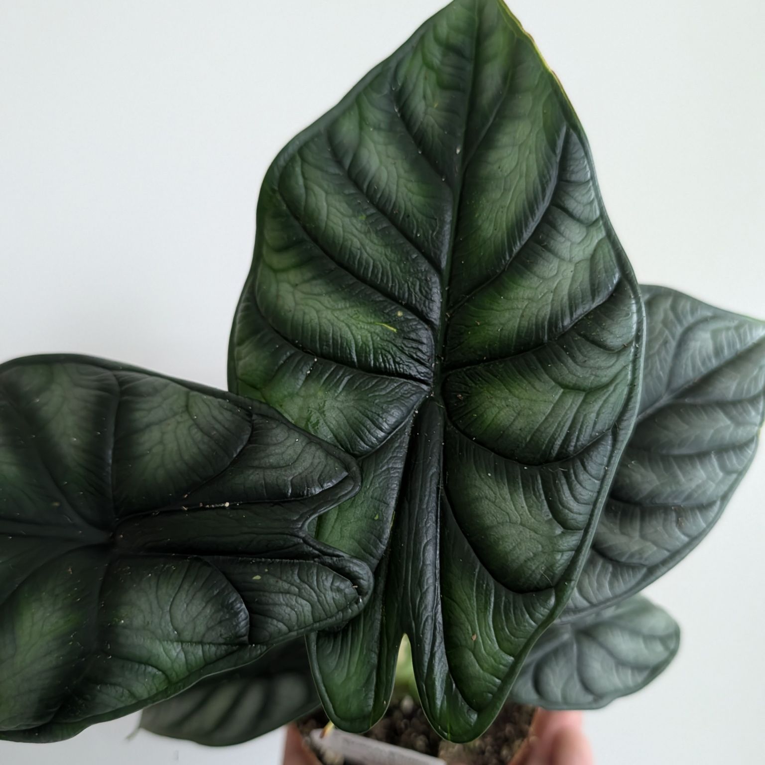 4in Alocasia Dragon Scale