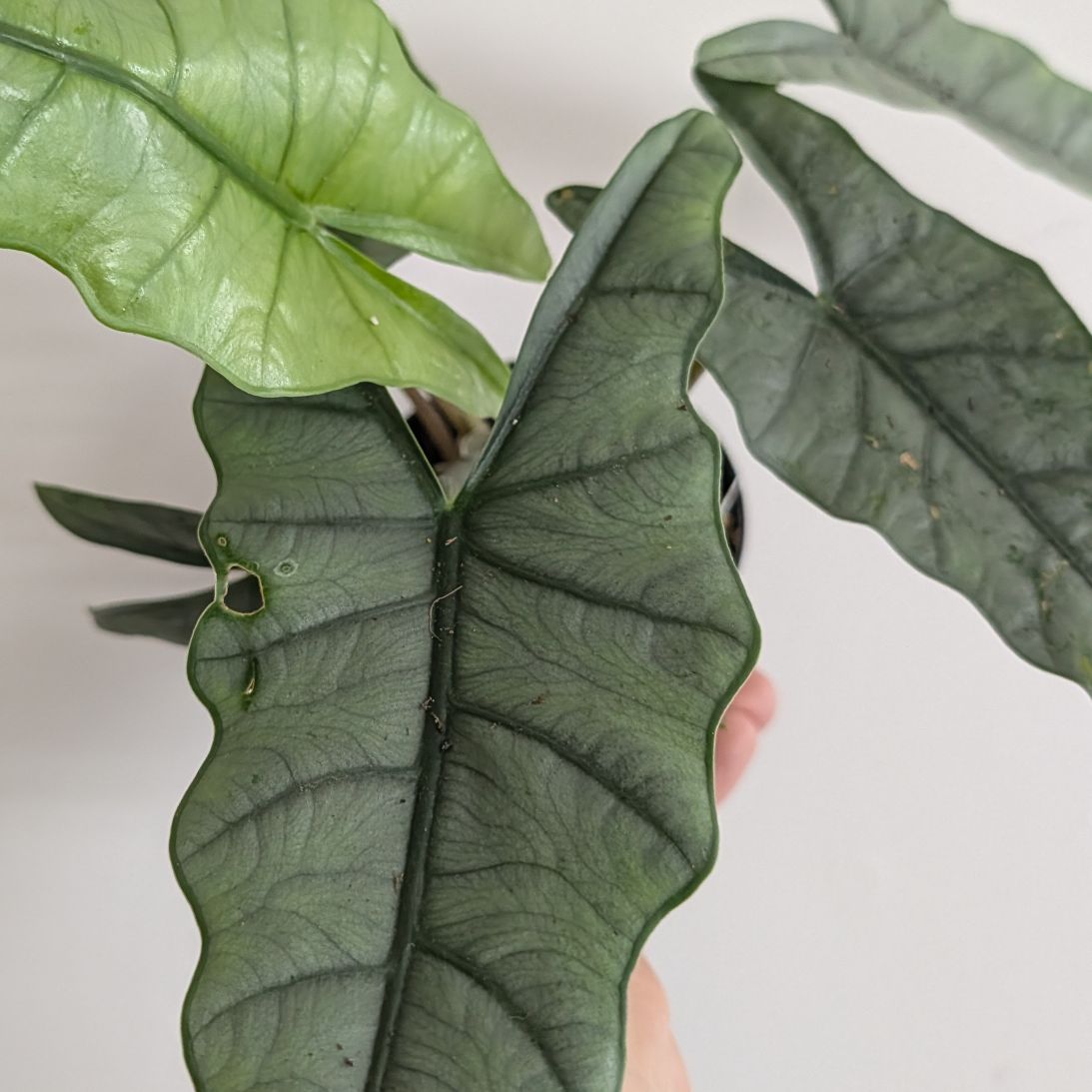 4in Alocasia Dragon's Breath