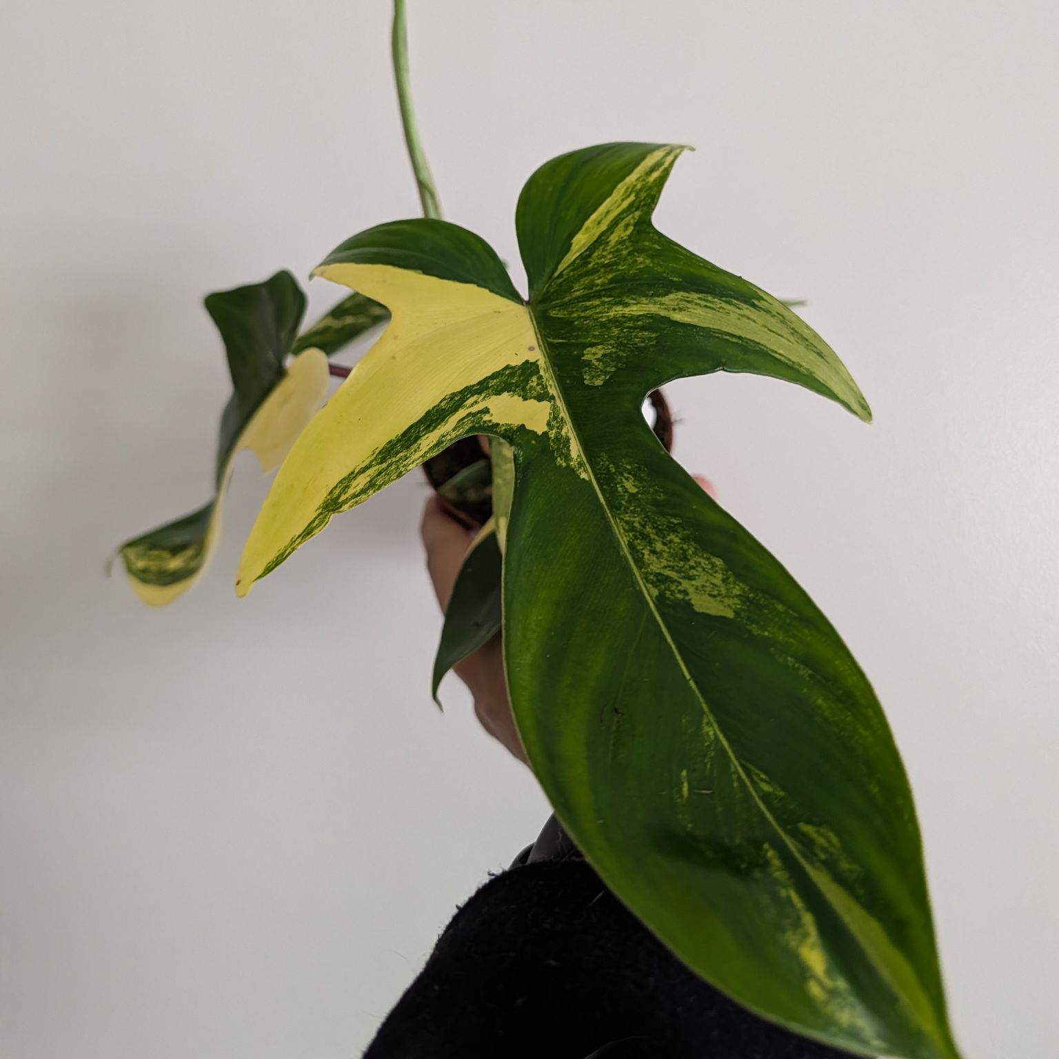 4in Philodendron Florida Beauty