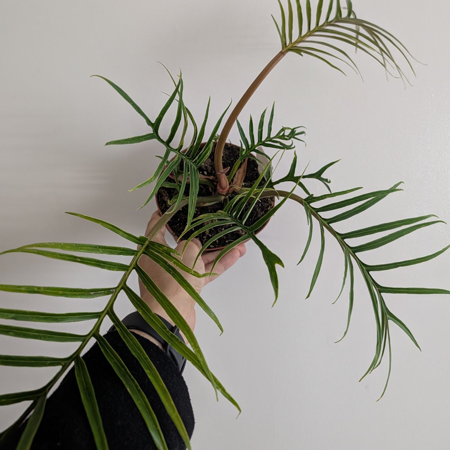 6in Philodendron Tortum