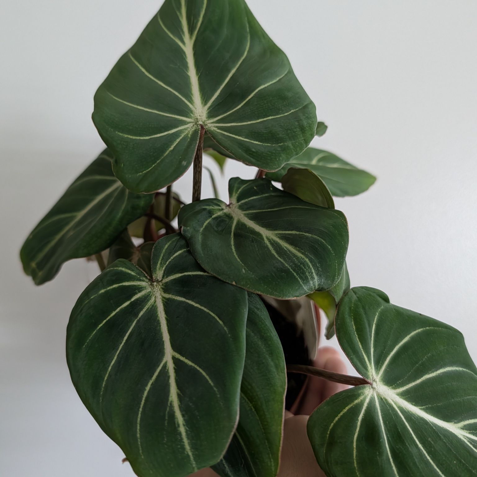 6in Philodendron Gloriosum Dark Form