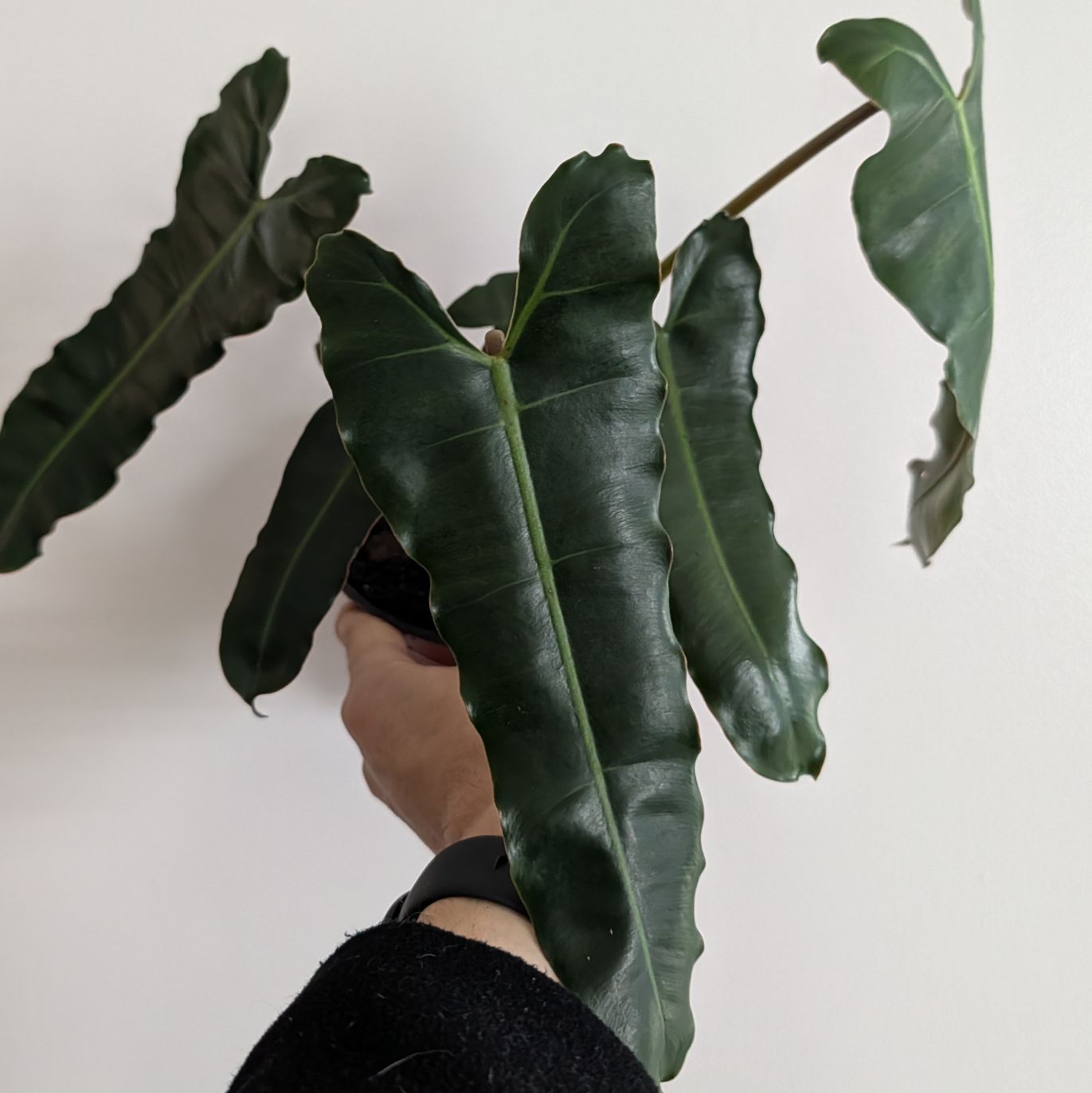 6in Philodendron Billietiae