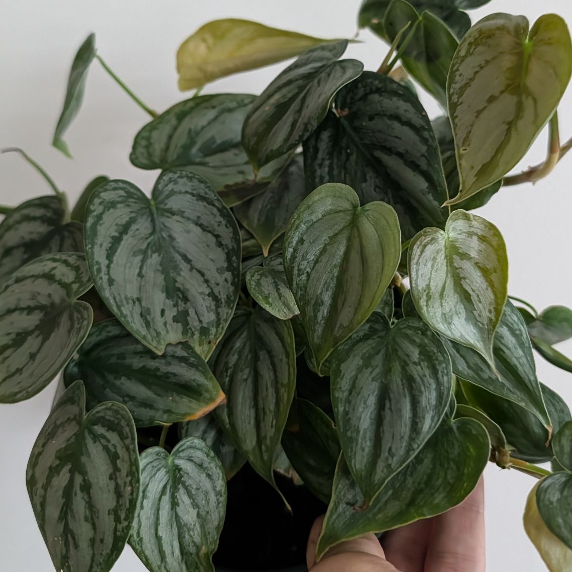 6in Philodendron Brandtianum