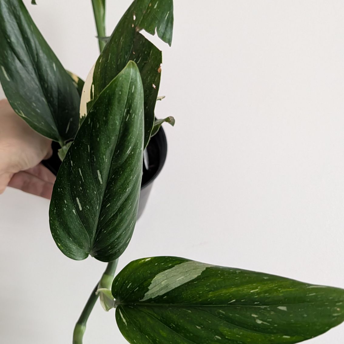 6in Monstera Cobra (Standleyana)