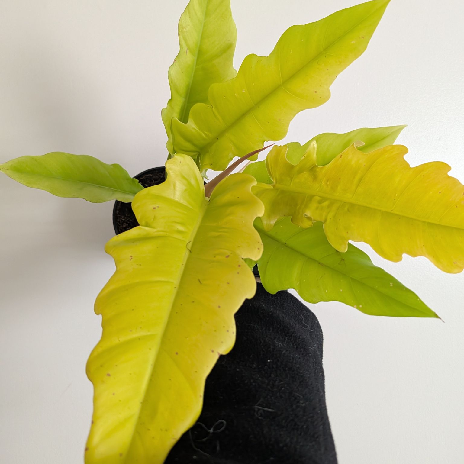 6in Philodendron Golden Crocodile