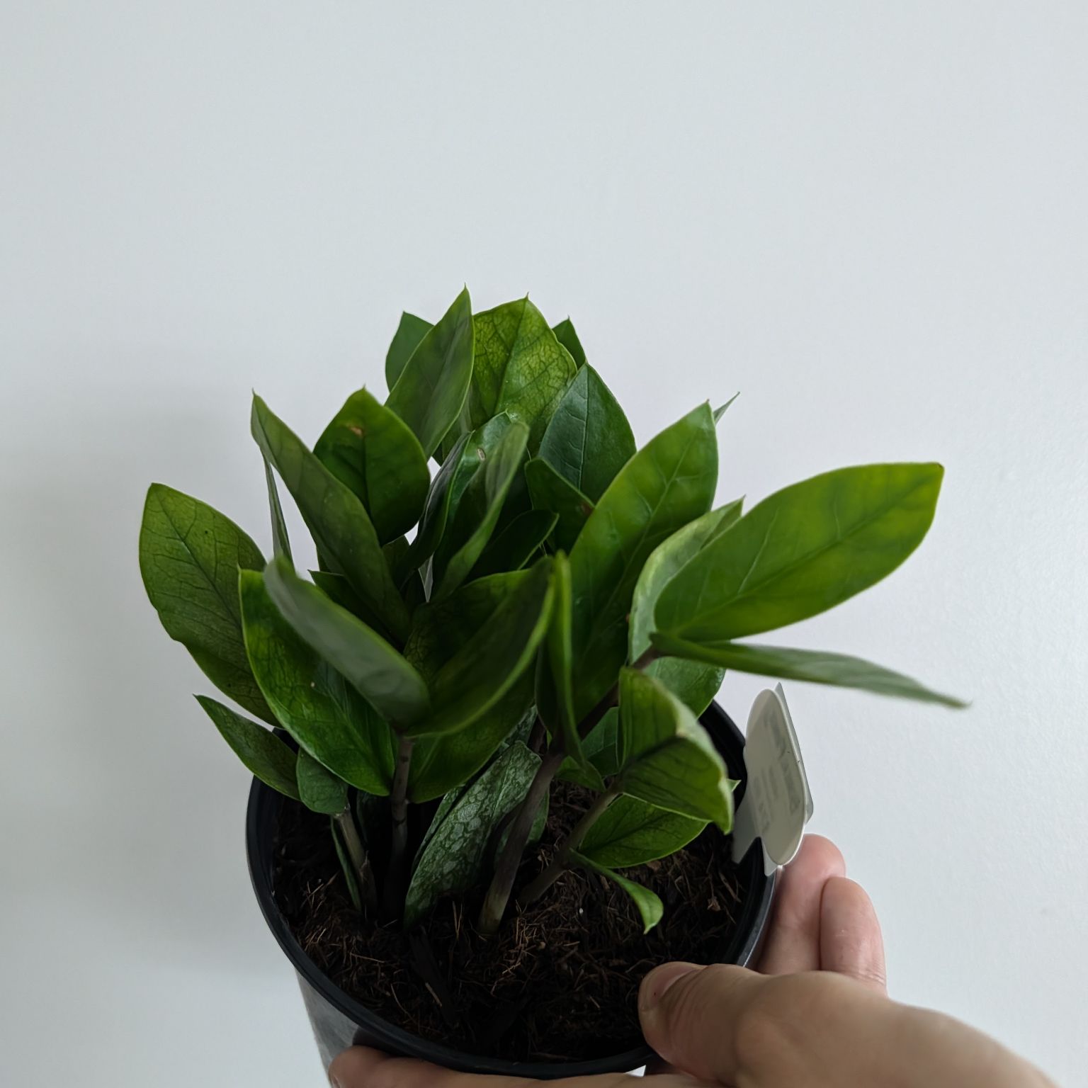 6in ZZ Plant Chameleon
