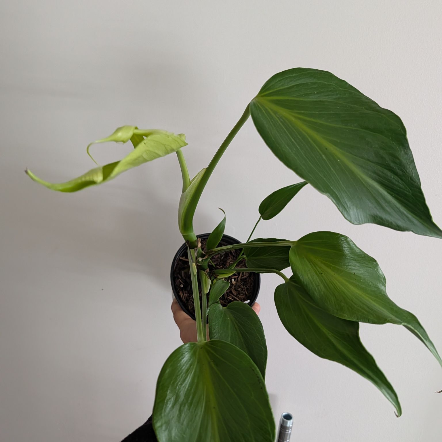 6in Philo Burle Marx Flame