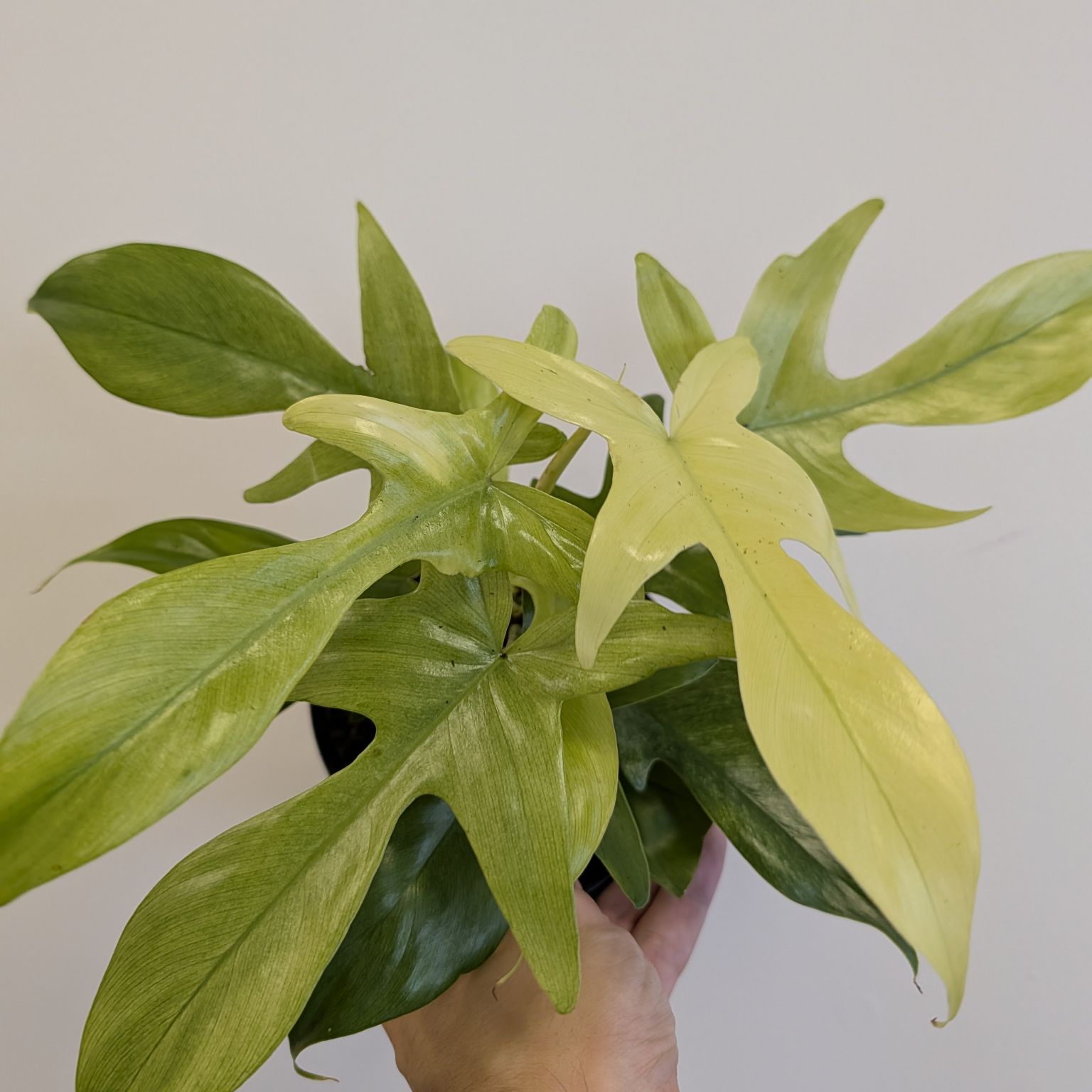 6in Philodendron Florida Ghost