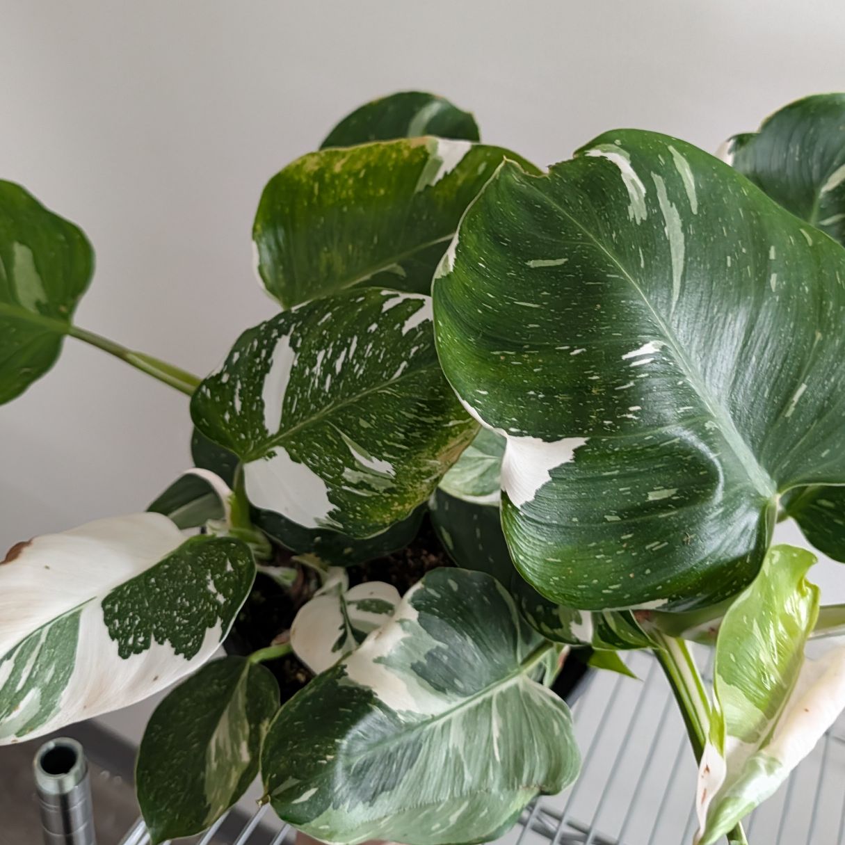 10" Philodendron White Wizard