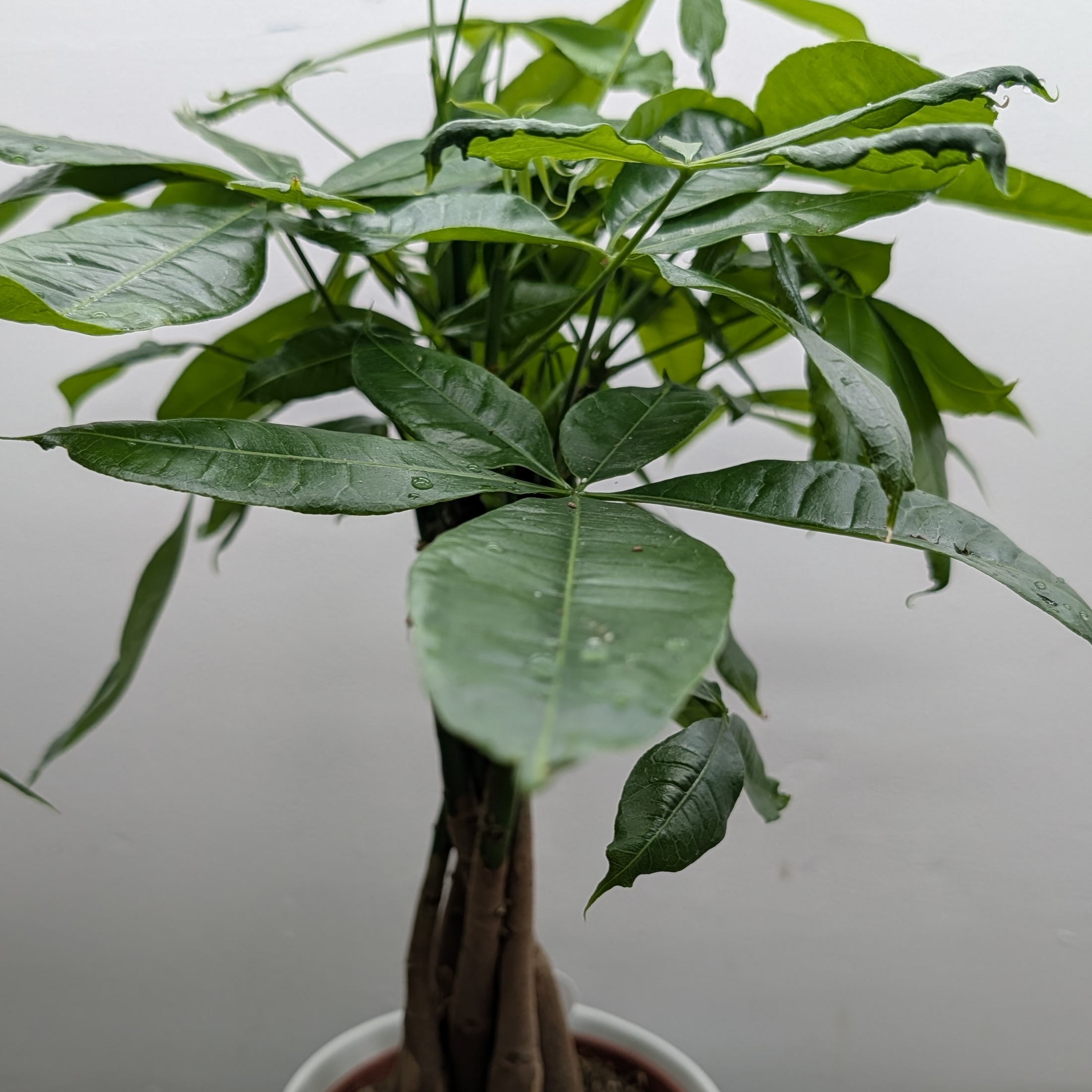 5in Pachira Braid In Ceramic - Money Tree