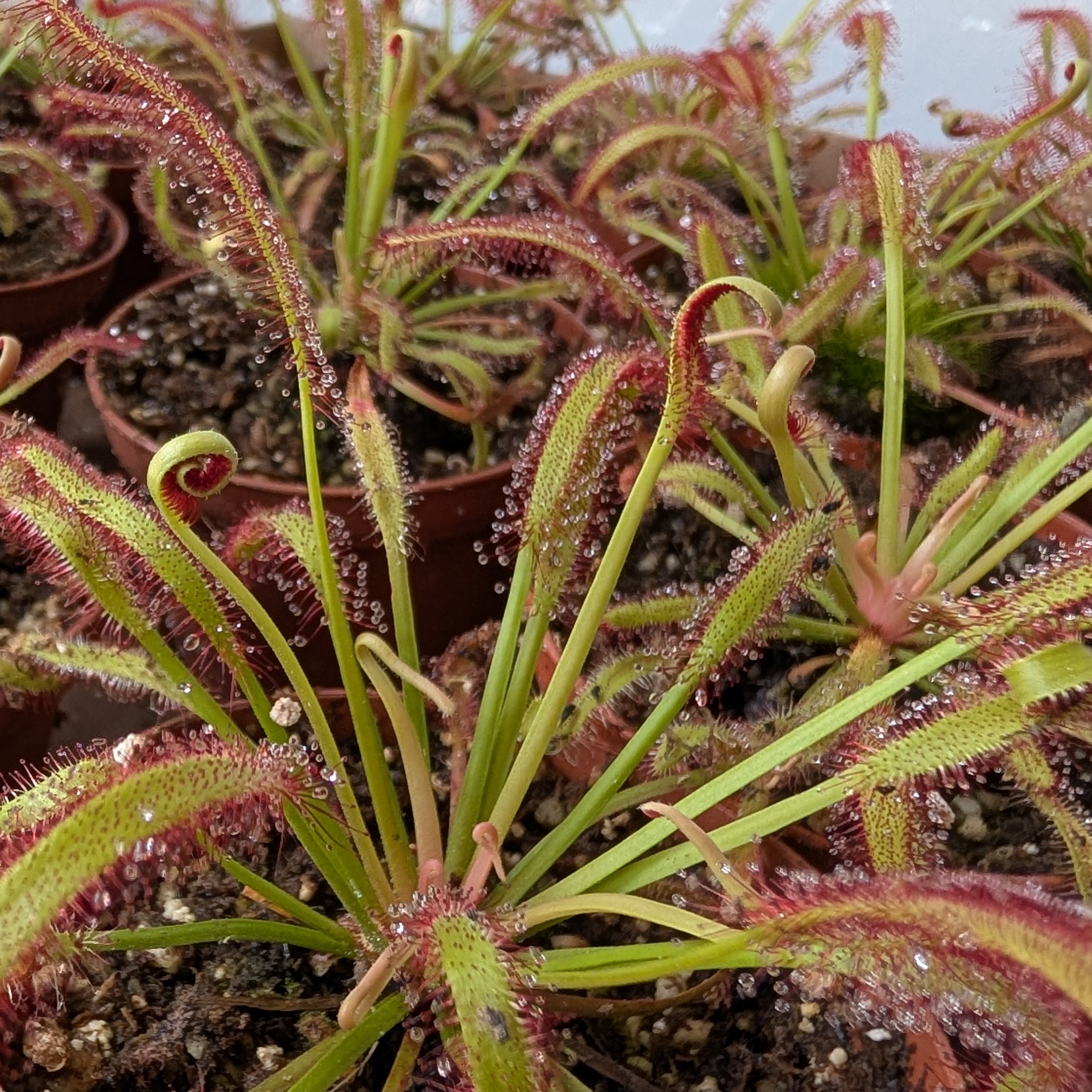 3In Drosera Capensis