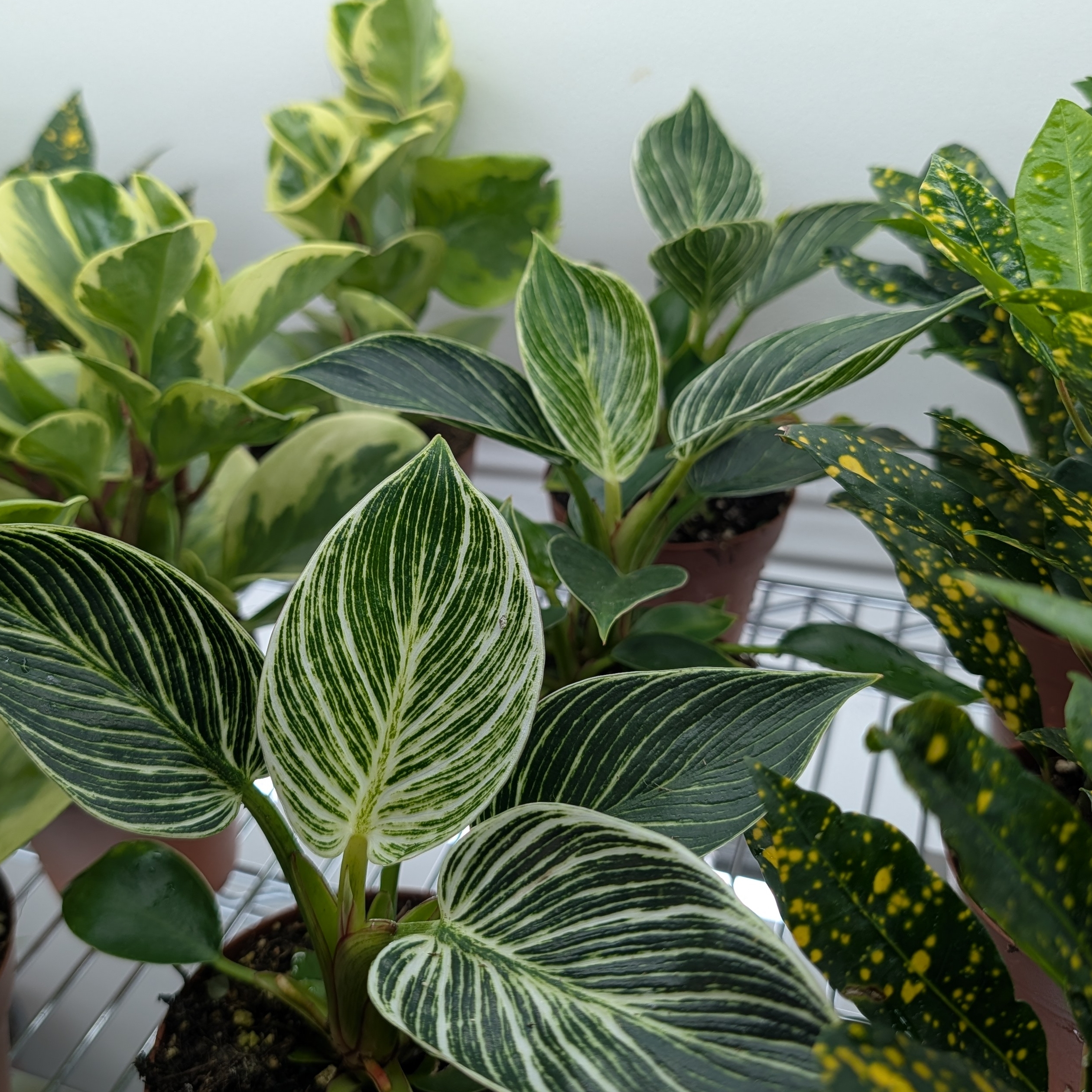 4in Assorted Tropicals