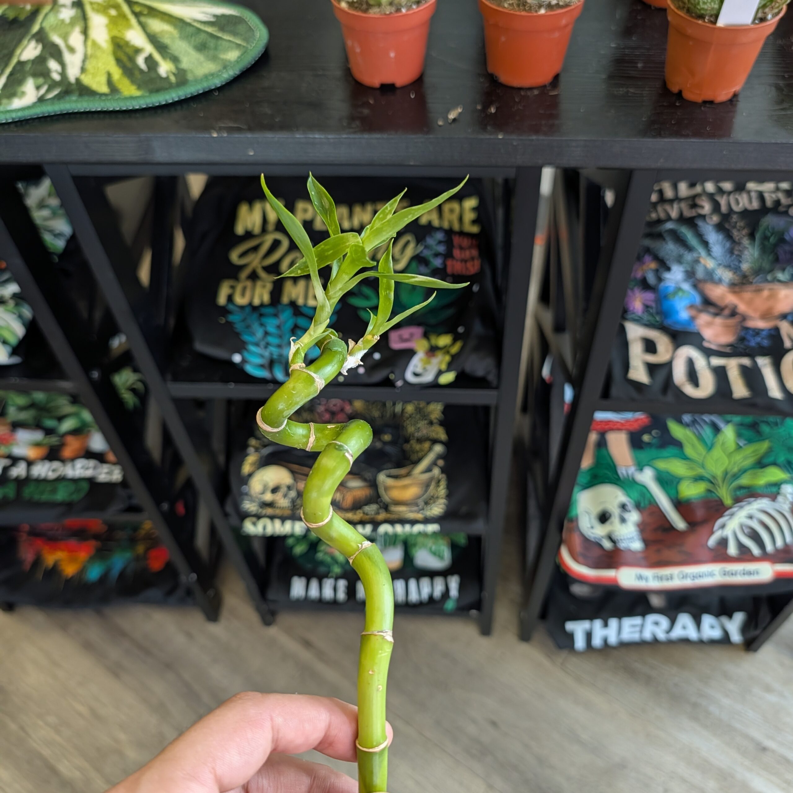 45CM Curley Bamboo Stems